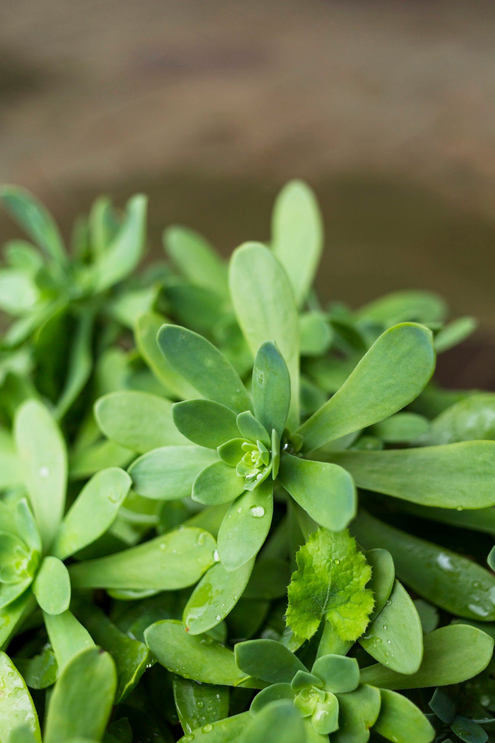 Is purslane a superfood?